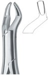 Molars and third molars 10S